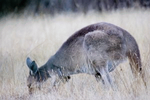 Kangur olbrzymi - Macropus giganteus